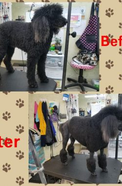 before-after1