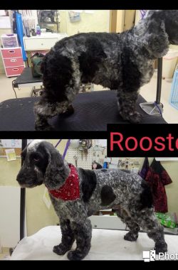 before-after4