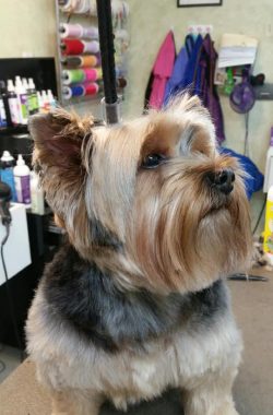 cairn-terrier-groomed