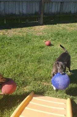 dog-playtime