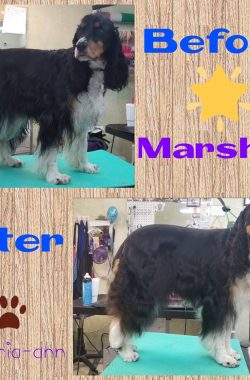 Marshall