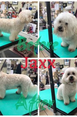 jaxx