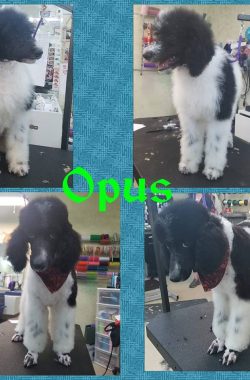 opus