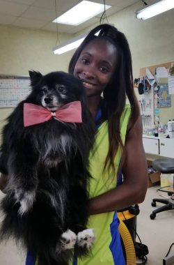 pom