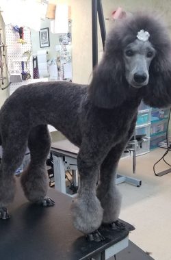 poodle
