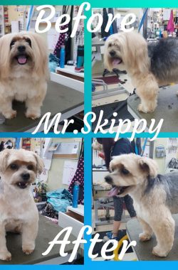 skippy