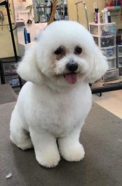 sophie