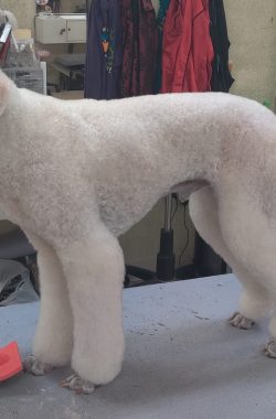 poodle